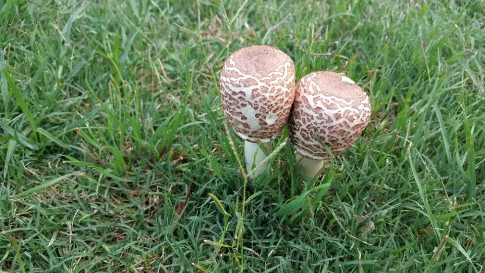 Dvě bedle rostou vedle sebe na zelené trávě.