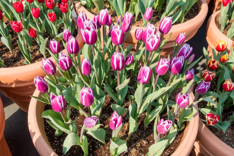 Fialové tulipány rostoucí v hrncích s zelenými listy.