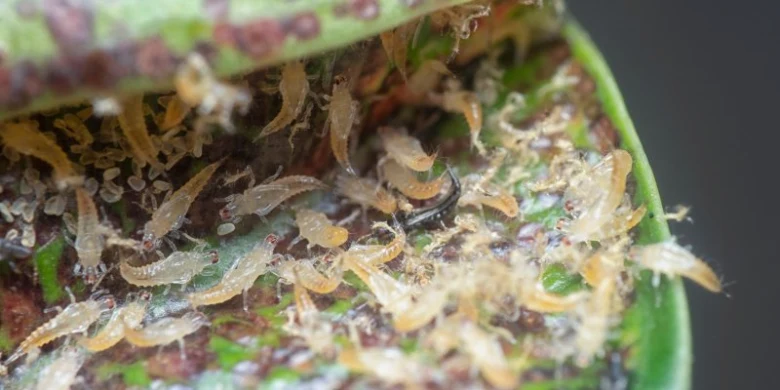 Aphids on plant leaf