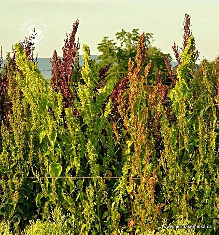 Garden amaranth plants