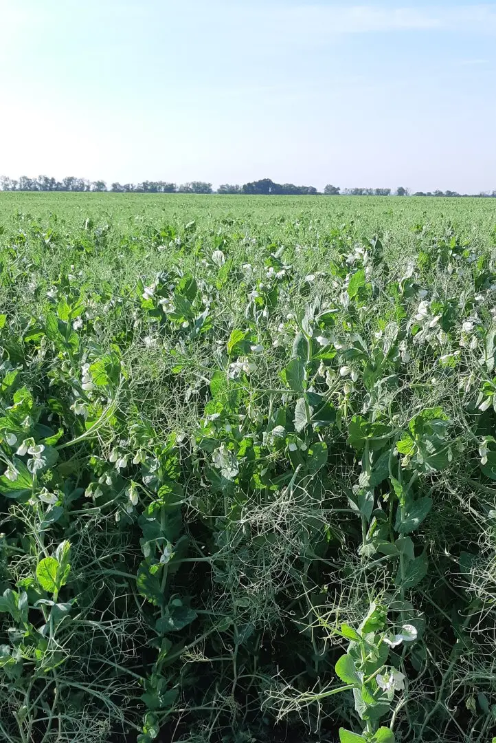 Pea field with vines and flowers