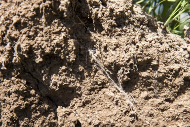 Clod of soil with roots