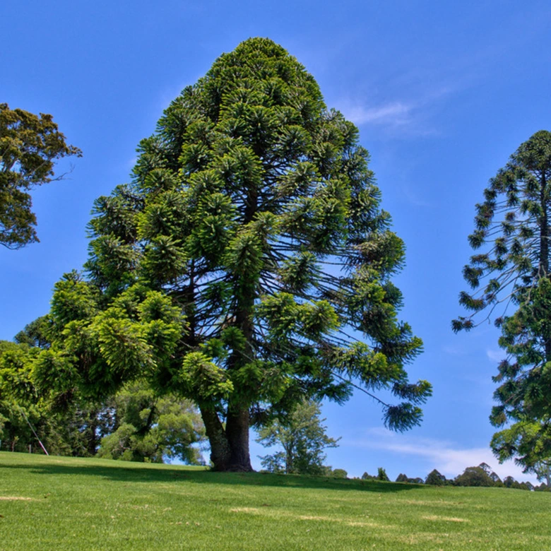 Araucaria araucana tree
