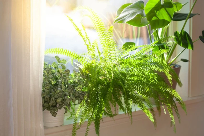 Indoor plants on windowsill