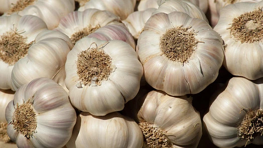 Garlic bulbs close-up