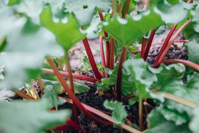 Rhubarb plant close-up
