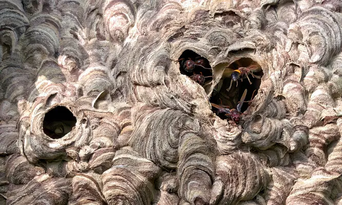 Asian hornet nest entrance
