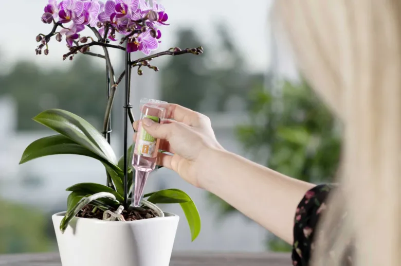 Osoba podává tekutý hnojivo na orchidej v bílé květináči.