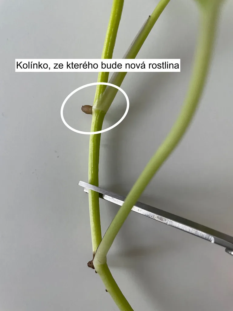 Řízek rostliny s pupenem pro novou výhonku.