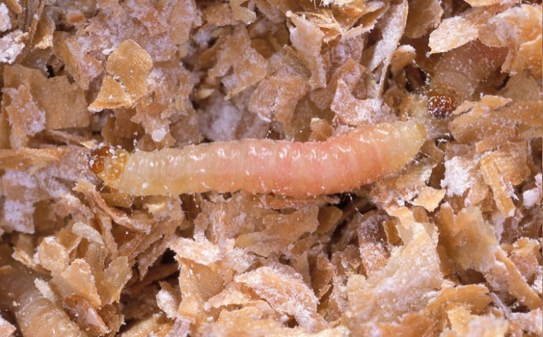 Bílá larva molu oblečení na dřevěných štěpách.
