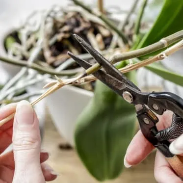 Průřez suchého stonku orchideje zahradnickými nůžkami.