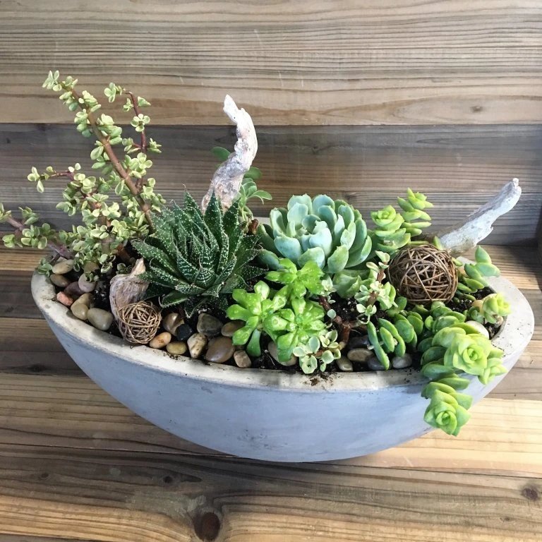 Succulent arrangement in bowl