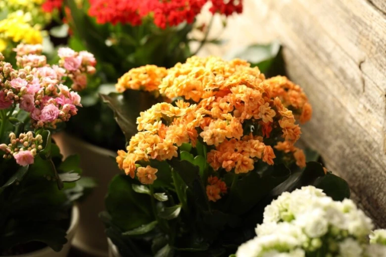 Kalanchoe Blossfeldiana kvetoucí rostliny v hrnci na dřevěném pozadí.