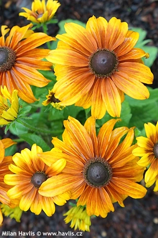 Žluté květy rudbeckii rostoucí v zahradním záhonu.
