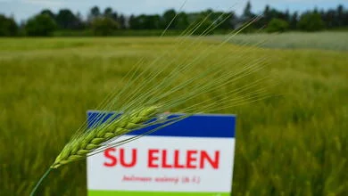 Winter barley field sign