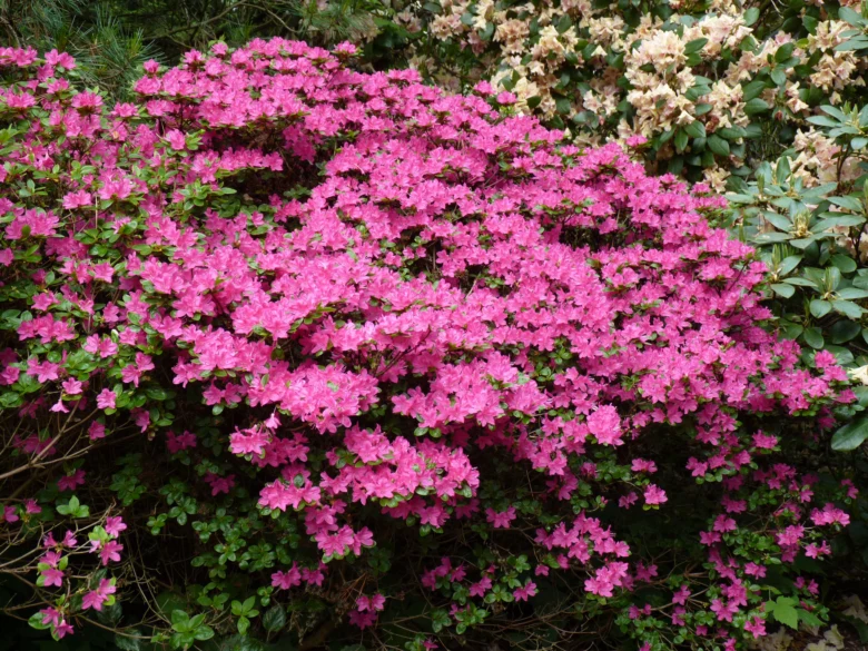 Růžová rododendron v stínu - vhodná květina pro zastíněné zahrady.