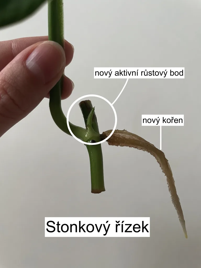 Zelený stonkový řízek s novými kořeny a aktivním růstovým bodem.