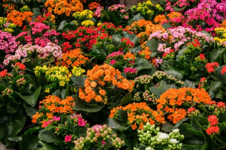 Kalanchoe Blossfeldiana kvetoucí v mnoha barevných odstínech.