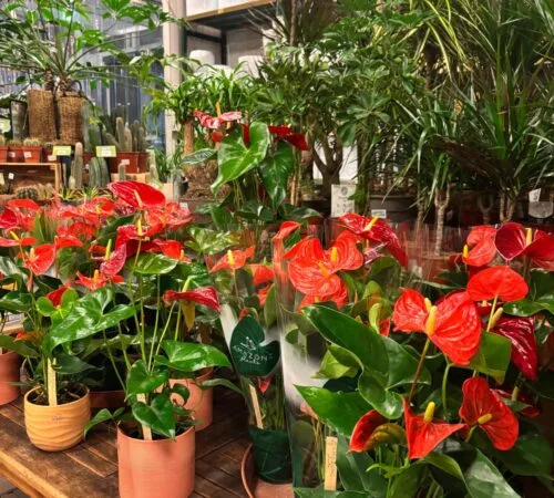 Červené anthurium v hrncích s zelenými listy na dřevěné ploše.