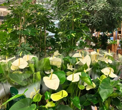 Bílé kvetoucí anthurium mezi jinými pokojovými rostlinami.