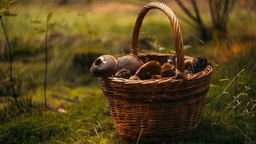 Basket of mushrooms